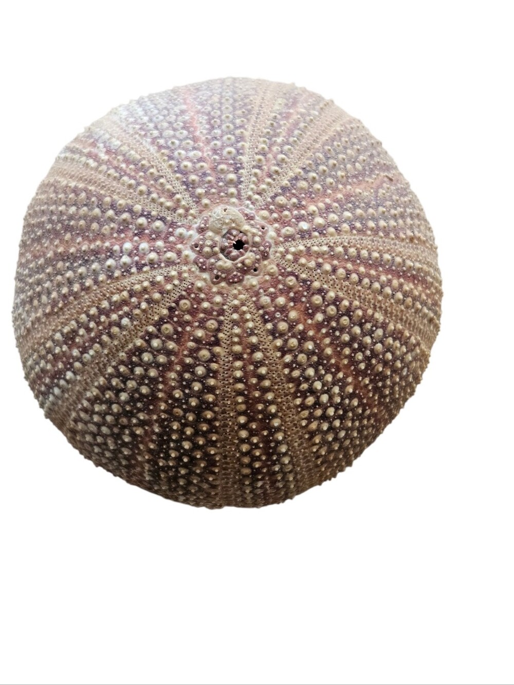 Ben Rickert Large 4" Natural English Channel Sea Urchin Pomander Air Freshener